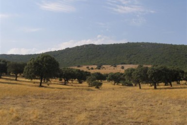 069 ORG 140 Este Badajoz 1 385x258 - Finca de 140 hectáreas de alcornocal, monte, caza y mucha agua
