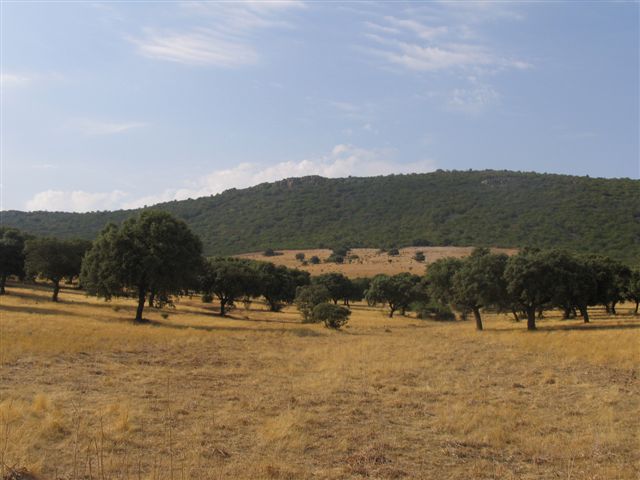 069 ORG 140 Este Badajoz 1 - Finca de 140 hectáreas de alcornocal, monte, caza y mucha agua