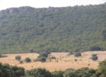069 ORG 140 Este Badajoz (2)