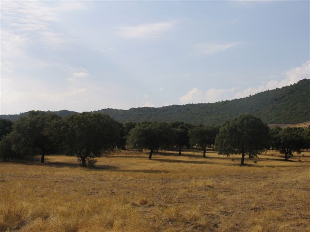069 ORG 140 Este Badajoz 3 - Finca de 140 hectáreas de alcornocal, monte, caza y mucha agua