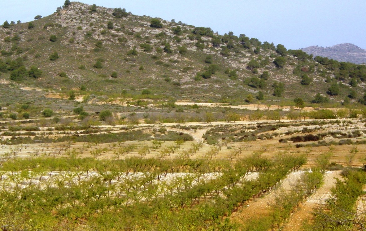 638 OPM 110 Murcia 1 1170x738 - Finca de 110 hectáreas en Murcia, con olivos, frutales, almendros y viñedo