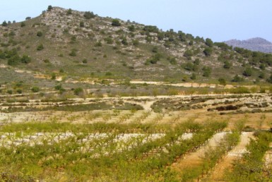 638 OPM 110 Murcia 1 385x258 - Finca de 110 hectáreas en Murcia, con olivos, frutales, almendros y viñedo