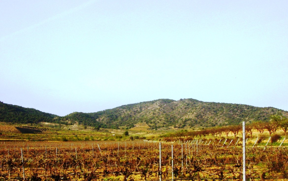 638 OPM 110 Murcia 6 1170x738 - Finca de 110 hectáreas en Murcia, con olivos, frutales, almendros y viñedo