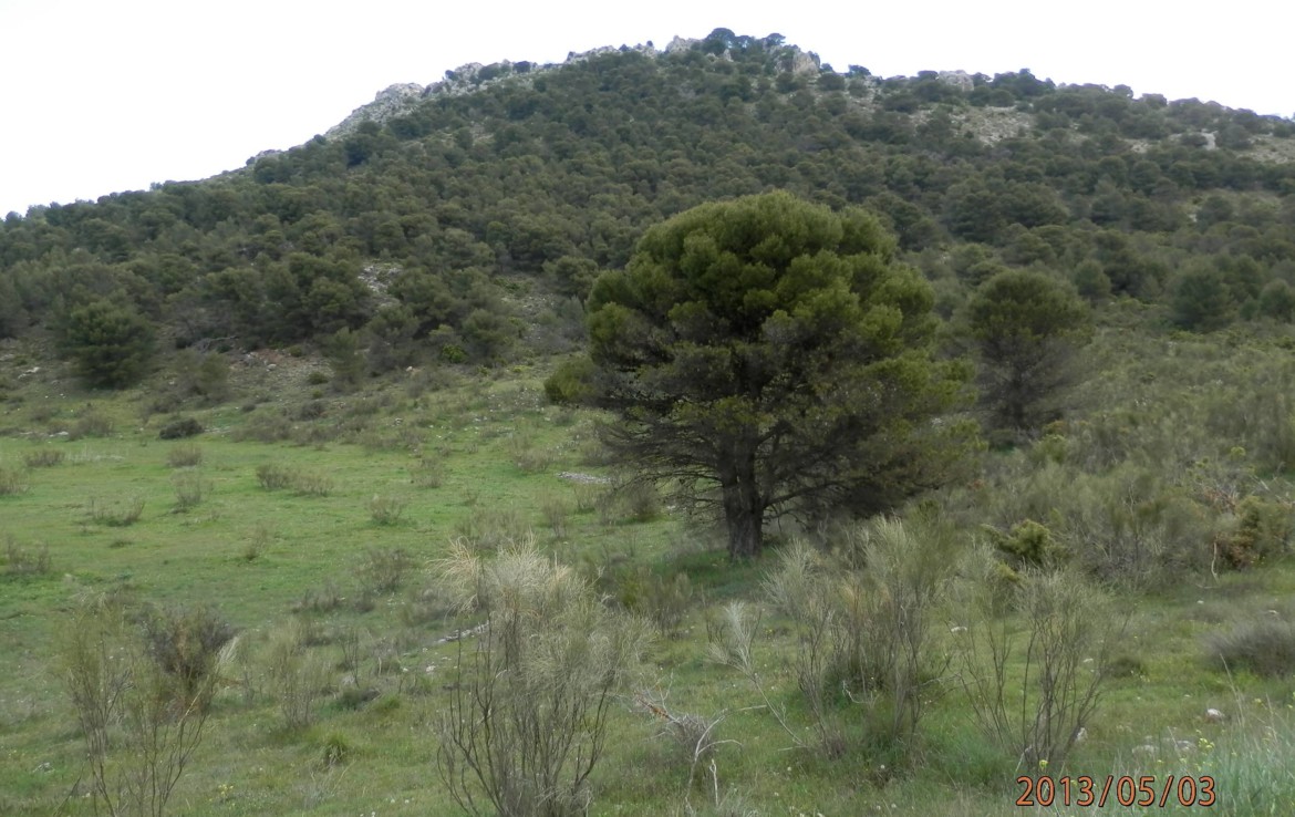674 OPG 700 Jaén 1 1170x738 - Finca de 700 has, de recreo y caza muy próxima a Jaén