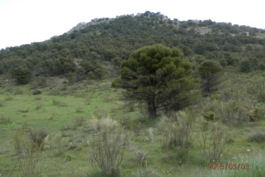 674 OPG 700 Jaén 1 385x258 - Finca de 700 has, de recreo y caza muy próxima a Jaén