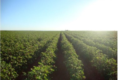 730 2 385x258 - Finca de regadío de 55 hectáreas en Carmona