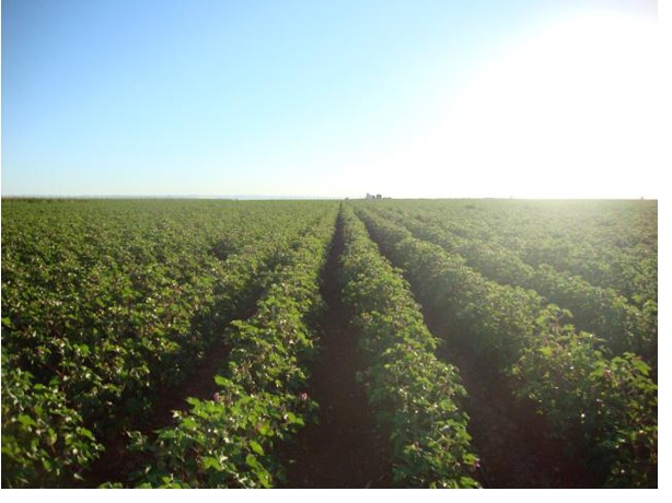 730 2 - Finca de regadío de 55 hectáreas en Carmona