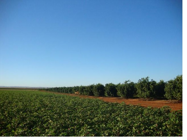 730 3 - Finca de regadío de 55 hectáreas en Carmona