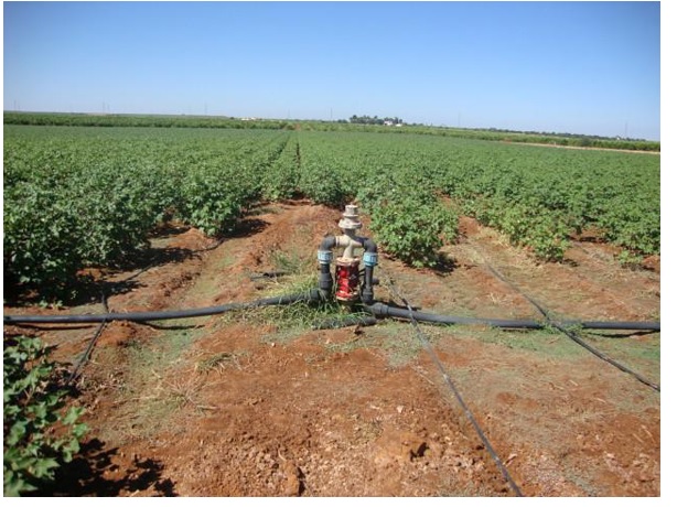 730 7 - Finca de regadío de 55 hectáreas en Carmona