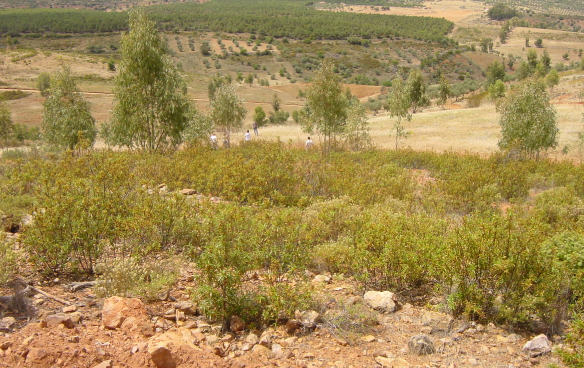 254 OPP Fincas Rústicas SurOeste 2 1170x738 - Finca de 7 has cerca de la Zarza, en los Balancines