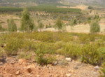 254 OPP, Fincas Rústicas SurOeste (2)
