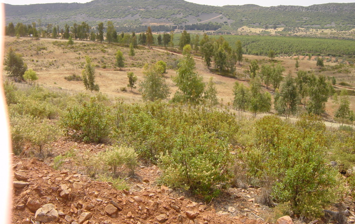 254 OPP Fincas Rústicas SurOeste 3 1170x738 - Finca de 7 has cerca de la Zarza, en los Balancines