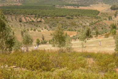 254 OPP Fincas Rústicas SurOeste 385x258 - Finca de 7 has cerca de la Zarza, en los Balancines