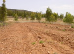 254 OPP, Fincas Rústicas SurOeste (5)