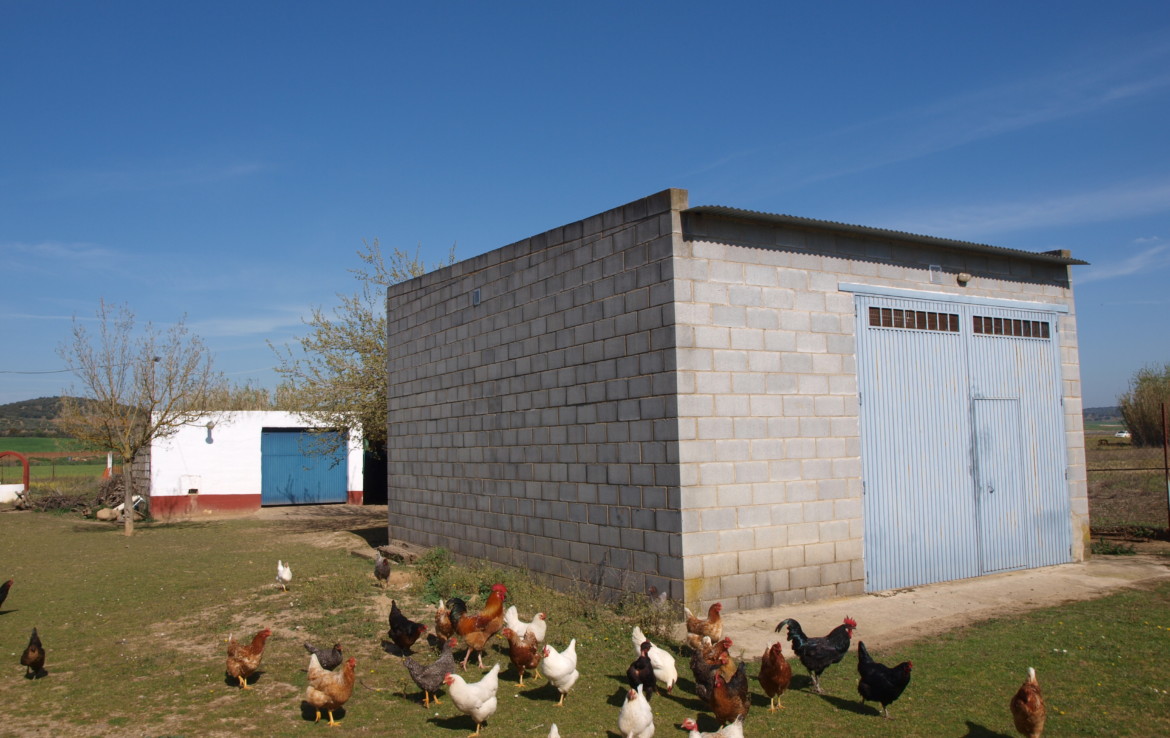 1019 OPP Fincas Rústicas SurOeste 1 1170x738 - Parcela de 10.000m2 con casa, piscina y pozos, en Valverde de Mérida