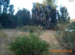 115 OPP 50 Zalamea (2)