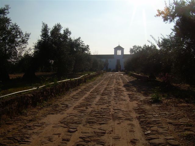 235 OPP Fincas Rústicas SurOeste 4 - Finca de 16 has de olivos a 55 km de Córdoba