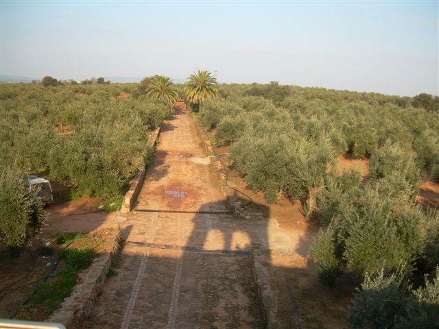 235 OPP Fincas Rústicas SurOeste 5 - Finca de 16 has de olivos a 55 km de Córdoba