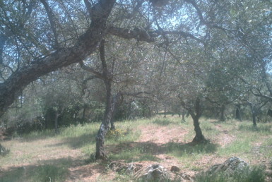 267 OPP Fincas Rústicas SurOEste 1 385x258 - Finca de 15 has en zona Llerena / Guadalcanal