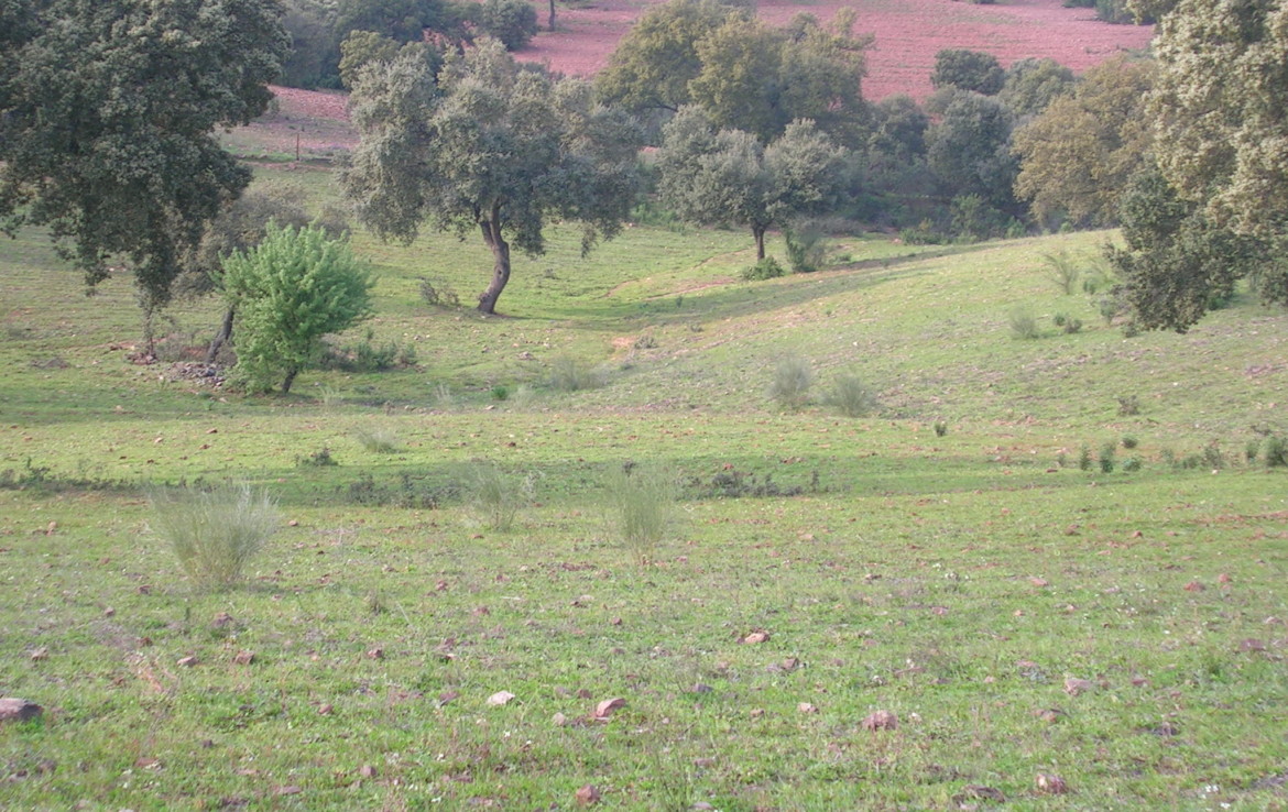 287 OPP Fincas Rústicas SurOeste 1170x738 - Finca en entre Hornachos y Puebla, 33 has