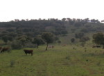 287 OPP, Fincas Rústicas SurOeste (3)