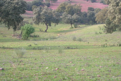 287 OPP Fincas Rústicas SurOeste 385x258 - Finca en entre Hornachos y Puebla, 33 has