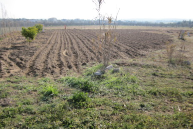 301 OPC Fincas Rústicas SurOEste 1 385x258 - Parcela de 10.000 m2 en Mérida