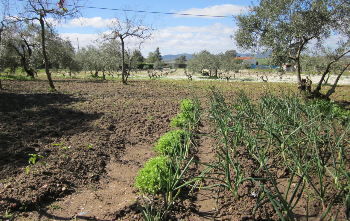 326 OPC Fincas Rústicas SurOeste 6 1170x738 - Finca rústica de 2 has junto a Mérida, con cortijo