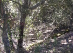 347 OPP, Fincas Rústicas SurOeste (1)