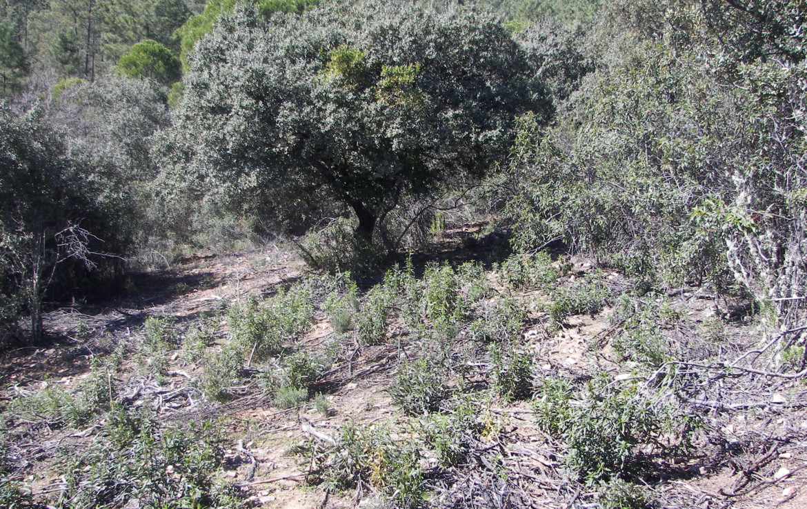 347 OPP Fincas Rústicas SurOeste 1170x738 - Finca de 30 hectáreas en La Serena