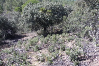 347 OPP Fincas Rústicas SurOeste 385x258 - Finca de 30 hectáreas en La Serena