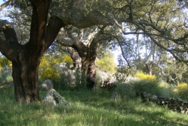 348 OPP Fincas Rústicas SurOeste 2 385x258 - Finca de 7 has de alcornocales y canchos graníticos a tres km de San Vicente de Alcántara