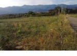 398 OPP, Fincas Rústicas SurOeste (1)