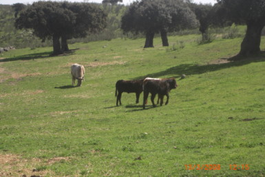 144 OPG. Fincas R&uacute;sticas SurOeste 385x258 - Venta de fincas r&uacute;sticas grandes