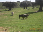 144 OPG. Fincas Rústicas SurOeste