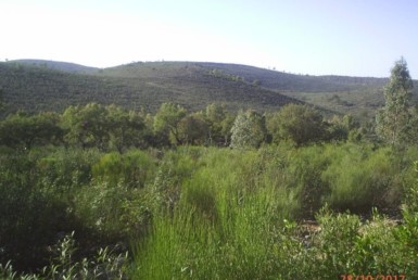154 OPG Fincas Rústicas SurOeste 3 385x258 - Finca de 180 ha. de monte y caza, zona Santiago de Alcántara
