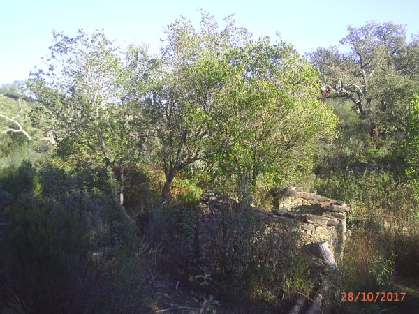 154 OPG Fincas Rústicas SurOeste 4 - Finca de 180 ha. de monte y caza, zona Santiago de Alcántara
