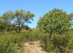 154 OPG, Fincas Rústicas SurOeste (8)