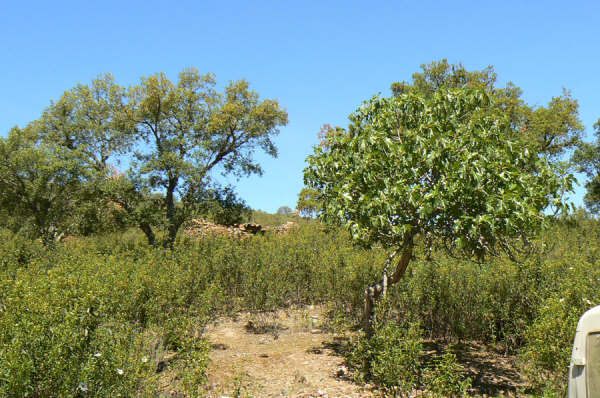 154 OPG Fincas Rústicas SurOeste 8 - Finca de 180 ha. de monte y caza, zona Santiago de Alcántara