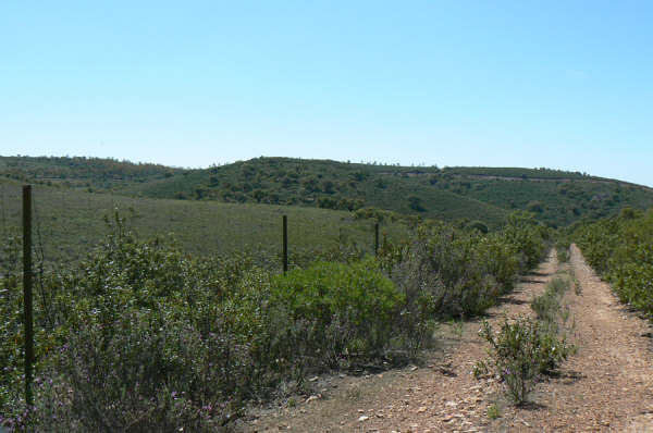 154 OPG Fincas Rústicas SurOeste - Finca de 180 ha. de monte y caza, zona Santiago de Alcántara