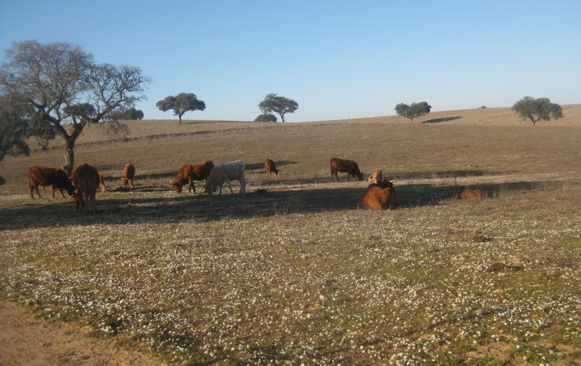 458 OPP Fincas Rústicas SurOeste 2 1170x738 - Finca de 50 has en Moura ( Portugal), 34 has de regadío y resto de encinado
