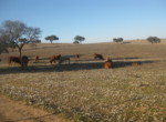 458 OPP, Fincas Rústicas SurOeste (2)