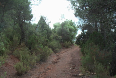 485 OPP Fincas Rústicas SurOeste 1 385x258 - Finca de 25 hectáreas de encinas, pinos y monte (Guadalajara)
