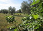 499 OPP, Fincas Rústicas SurOEste