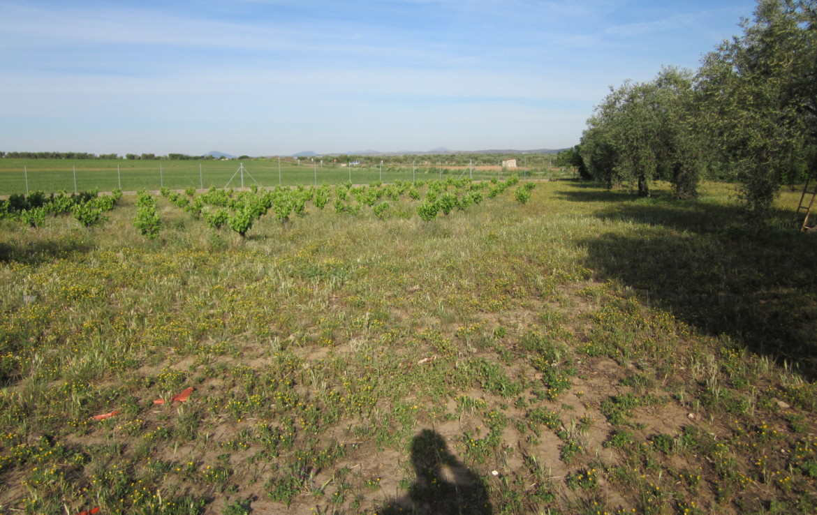 499 OPP Fincas Rústicas SurOEste 2 1170x738 - Bonita parcela de 7.700 m2 con casa, almacén entre Mérida y Guareña