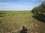 499 OPP, Fincas Rústicas SurOEste (2)