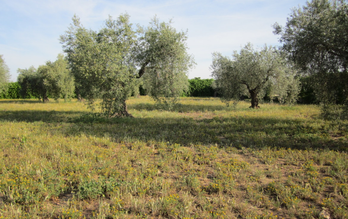 499 OPP Fincas Rústicas SurOEste 3 1170x738 - Bonita parcela de 7.700 m2 con casa, almacén entre Mérida y Guareña