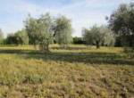 499 OPP, Fincas Rústicas SurOEste (3)