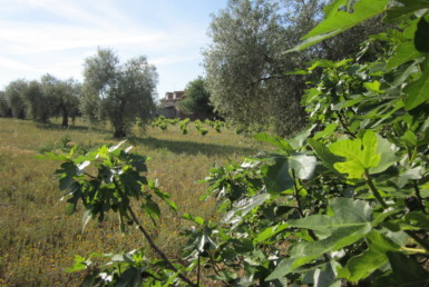 499 OPP Fincas Rústicas SurOEste 385x258 - Bonita parcela de 7.700 m2 con casa, almacén entre Mérida y Guareña