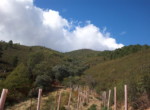 591 OPP, Fincas Rústicas SurOeste (2)
